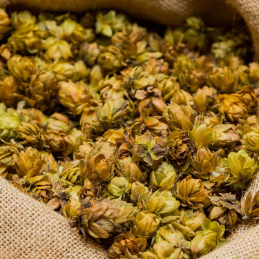 Una multinacional da la puntilla a la sociedad de agricultores del lúpulo en León, el 'oro verde' de la provincia 