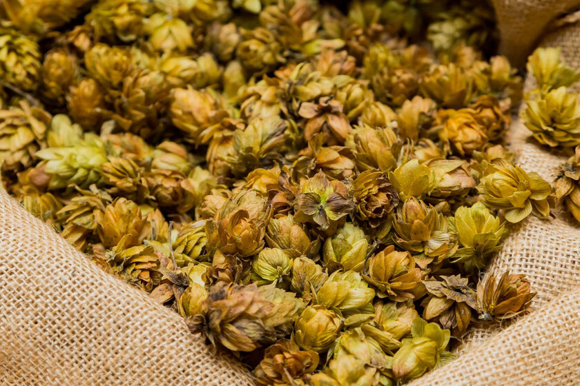 Una multinacional da la puntilla a la sociedad de agricultores del lúpulo en León, el  oro verde  de la provincia