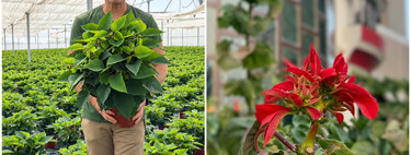 Ángel Illescas, experto en plantas: "Octubre es el mes perfecto para que la flor de Pascua del año pasado vuelva a coger el color rojo" 
