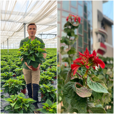 Ángel Illescas, experto en plantas: "Octubre es el mes perfecto para que la flor de Pascua del año pasado vuelva a coger el color rojo" 