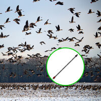 Durante siglos se creyó que las aves migraban a la Luna y una flecha reveló la verdad 