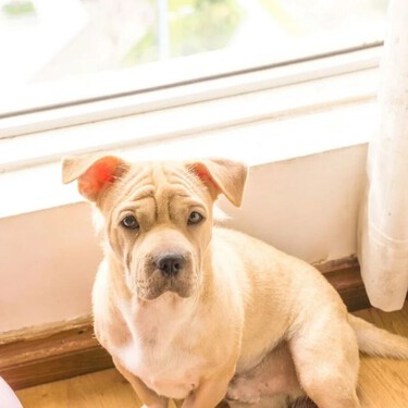 Hugo Fernández, educador canino: "Un perro puede tener una vida plena en un piso, pero hay que dedicarle tiempo"