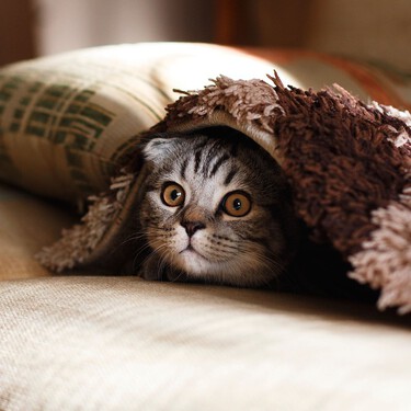Cómo puedes adelantarte y preparar la casa para la llegada de un nuevo gato