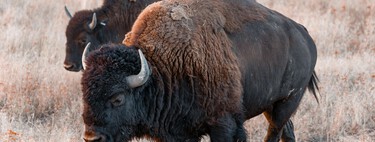 Pasaron más de 120 años para que los bisontes salvajes de Yellowstone lograran la conservación: ahora son una única población reproductora 