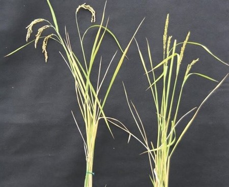 Por primera vez se consigue modificar el ADN mitocontrial de una planta: el secreto de la diversidad