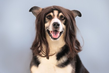 Cortar Pelo Perro
