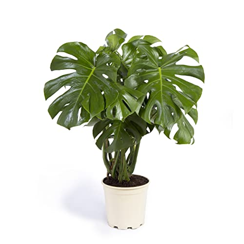 Cool Green - Plantas naturales interior - Monstera - Mediana