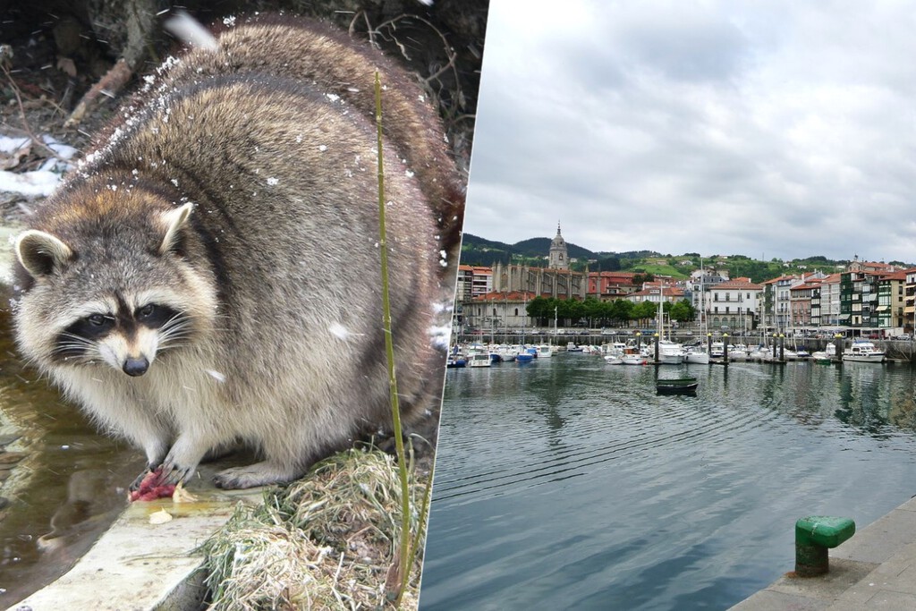 Los mapaches llegaron a España como mascotas. Ahora se han convertido en un dolor de cabeza para la cornisa cantábrica