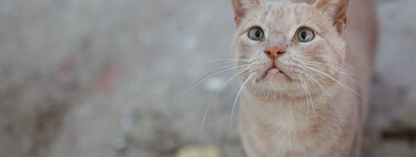 Si recoges a un gato de la calle, esto es lo que debes saber y hacer antes de llevarlo al veterinario