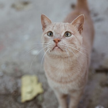 Si recoges a un gato de la calle, esto es lo que debes saber y hacer antes de llevarlo al veterinario