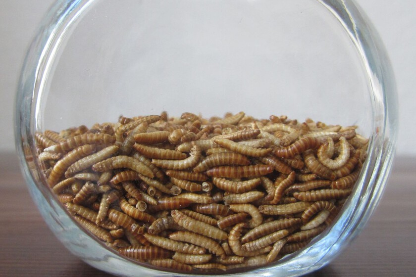 Larvas