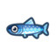 Anchovy