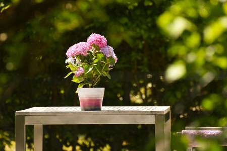 Maceta con orquídeas