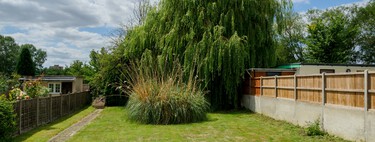 Adiós a los vecinos curiosos: estas son las plantas de rápido crecimiento que dan privacidad a la terraza o el jardín en semanas