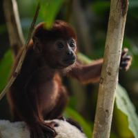 Microplásticos são achados em estômagos de macacos da Amazônia, acendendo alerta de que áreas "protegidas" também estão correndo risco altíssimo de contaminação 
