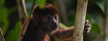 Microplásticos são achados em estômagos de macacos da Amazônia, acendendo alerta de que áreas "protegidas" também estão correndo risco altíssimo de contaminação 