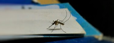 Cómo ahuyentar a los mosquitos en casa usando papel higiénico y pasta de dientes