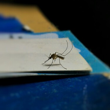 Ni citronela ni químicos nocivos: este es el truco del papel higiénico para decir adiós a los mosquitos en casa
