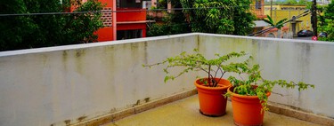 Cinco ingredientes de cocina que puedes usar para librarte de los mosquitos en tu terraza, ventana o balcón 