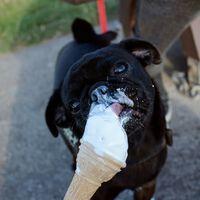 En España hay cada vez menos niños, así que la industria del helado se ha lanzado a por un mercado más boyante: perros