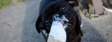 Si la pregunta es cuál es el futuro de la industria del helado en España, cada vez más empresas lo tienen claro: los perros