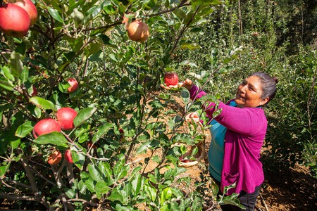 Este rincón de Oaxaca es conocido como el "paraíso de la manzana": conquista por sus espectaculares cascadas y maravillas naturales