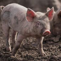 Um balde, um porco, futebol e não para por aí: essas 5 guerras começaram pelo motivo mais ridículo e banal possível