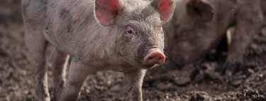 Esqueça territórios e petróleo: essas 5 guerras começaram pelo motivo mais ridículo e banal possível