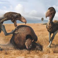 Emboscada prehistórica: así fue vencida la poderosa "Ave del terror" que hace 13 millones de años imponía su ley en lo que hoy conocemos como Colombia 