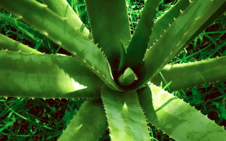 9 beneficios que la sábila o aloe vera le aporta a tu cuerpo