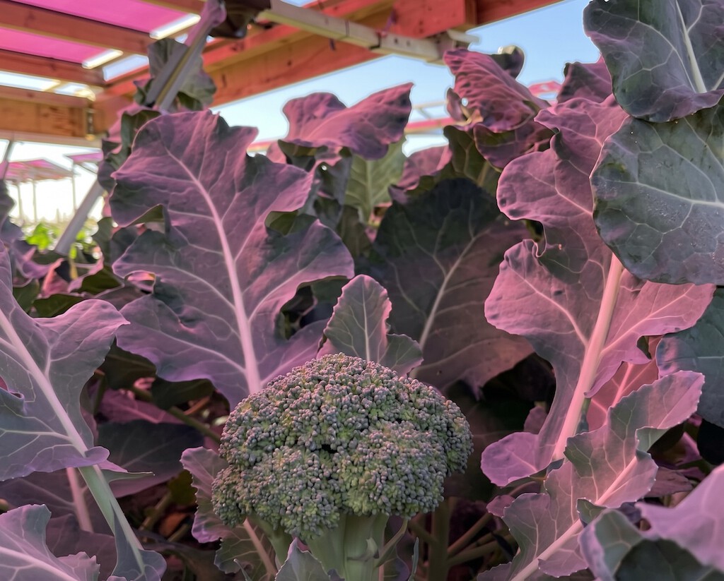 Para que la energía solar no le quite el suelo a la agricultura, Suecia está probando paneles rosas sobre el brócoli
