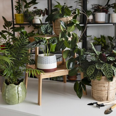 Lidl pone a la venta la planta que purifica el aire de casa: es resistente y cuesta menos de 7 euros