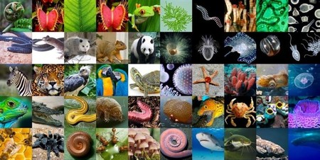 Proyecto Earth Biogenome: secuenciando el genoma de toda la vida compleja