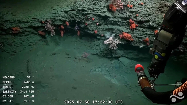 La corteza oceánica norteamericana es un destrozo muy alejado de la lámina limpia que visionaban los científicos