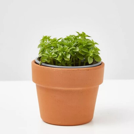 Imgi 173 Albahaca