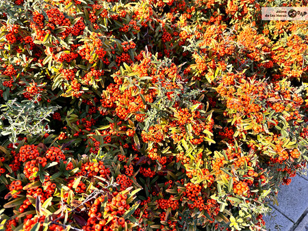 Pyracantha Coccinea