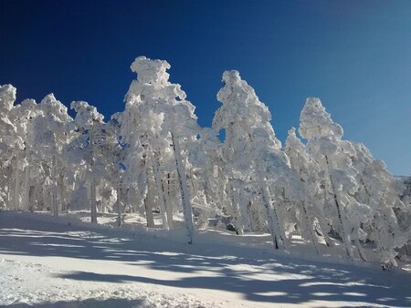 Arboles Nevados En La Sierra De Guadarrama