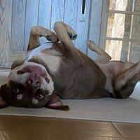 Un millonario pagó para clonar a su perro con la misma empresa que revivió al lobo huargo: el negocio de devolver la vida ya empezó