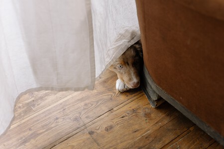 Inseguridad Miedo En Perros Emociones