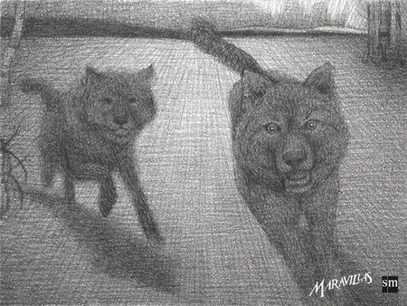 Maravillas lobos