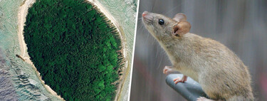 Por décadas, os ratos devastaram estas ilhas do Pacífico; agora, estamos descobrindo o que acontece quando eles vão embora 