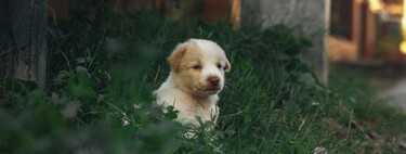 El perro es aún más antiguo de lo que creíamos: un cachorro de hace 15.800 años reescribe la historia de la domesticación