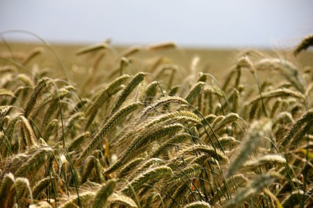 ¿Cómo era la agricultura en la Antigua Roma?