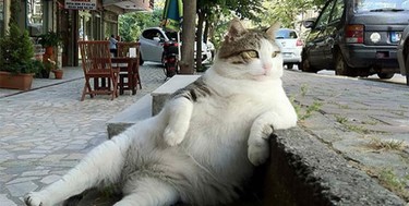 Hilarantes imágenes de gatos extrañamente sentados