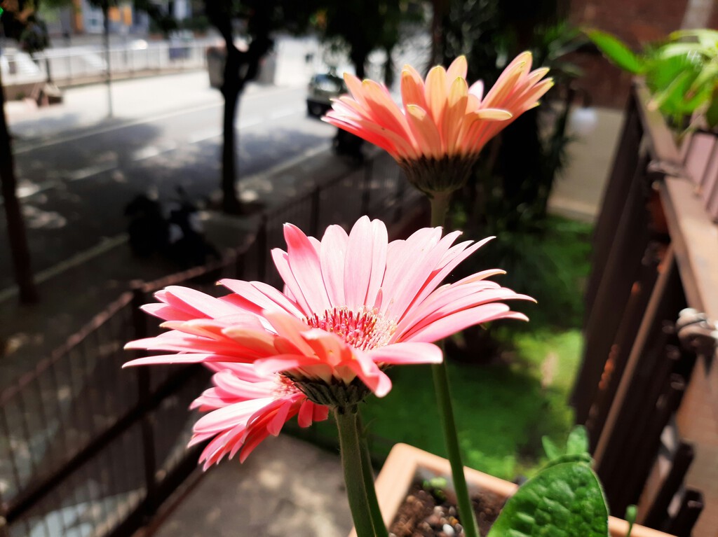 Plantas con flor perfectas para dar color a la terraza o jardín esta primavera: cuándo plantarlas y cómo mantenerlas