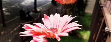 Cinco plantas con flor perfectas para dar color a la terraza o jardín esta primavera: cuándo plantarlas y cómo mantenerlas