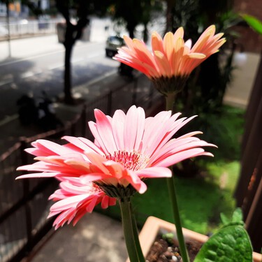 Cinco plantas con flor perfectas para dar color a la terraza o jardín esta primavera: cuándo plantarlas y cómo mantenerlas
