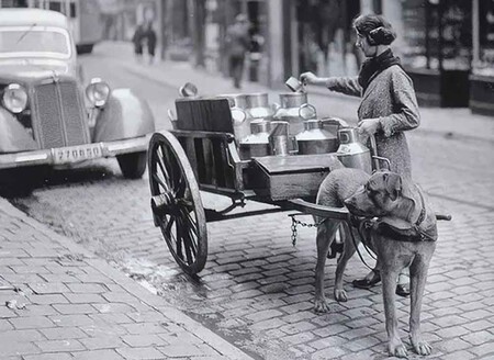 Perros de tiro de carros
