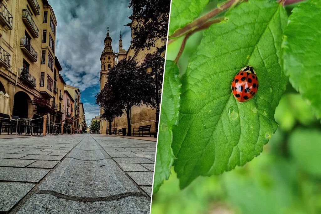 Logroño tiene un plan para evitar pesticidas en sus parques: soltar (muchas) mariquitas por la ciudad