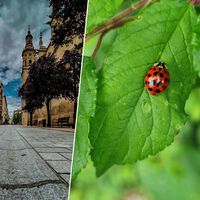 Logroño tiene un plan para evitar pesticidas en sus parques: soltar (muchas) mariquitas por la ciudad  